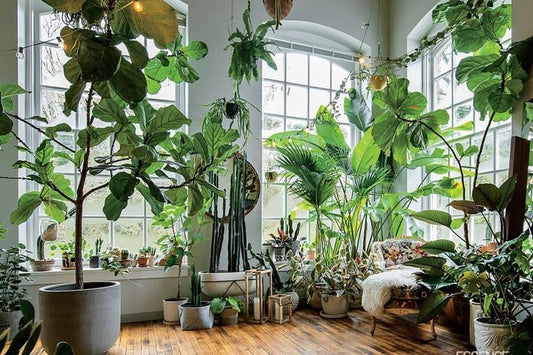 The Ultimate Guide to Types of Indoor Plants